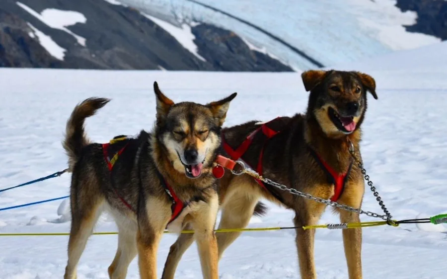 A team of sled dogs harnessed on a glacier in Alaska