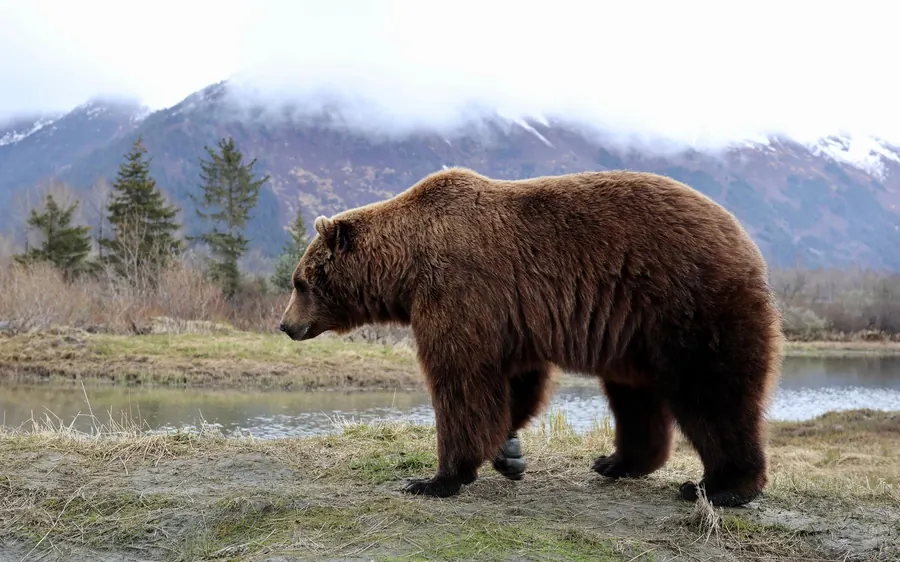 A brown bear on the shore of Turnagain Arm, Alaska