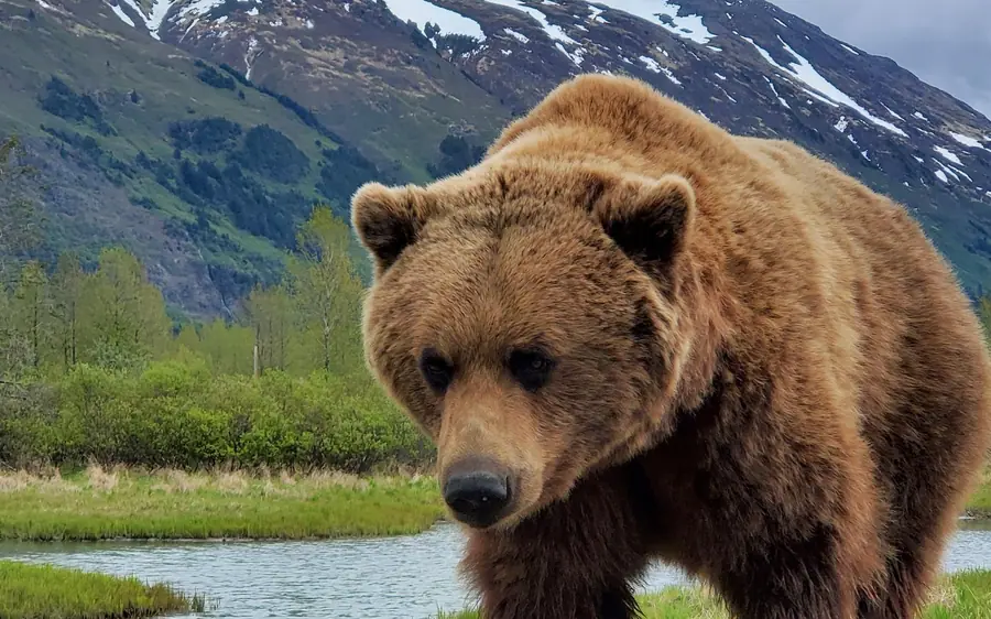 A brown bear in long grass beside the water in Alaska